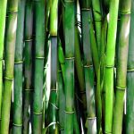 It's Skin The Fresh bambuszos arcmaszk